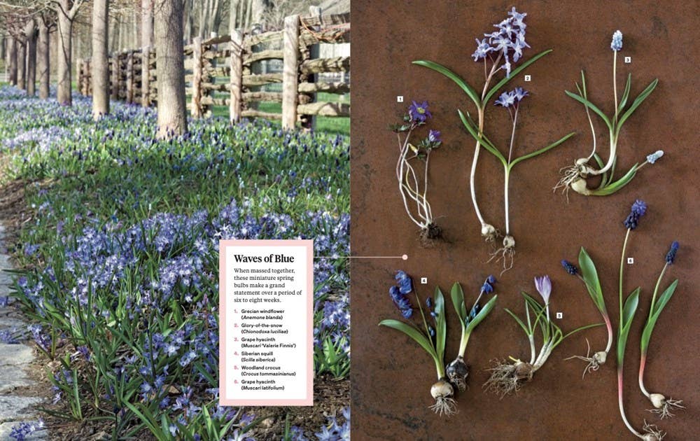 HarperCollins - Martha Stewart's Gardening Handbook: Martha Stewart