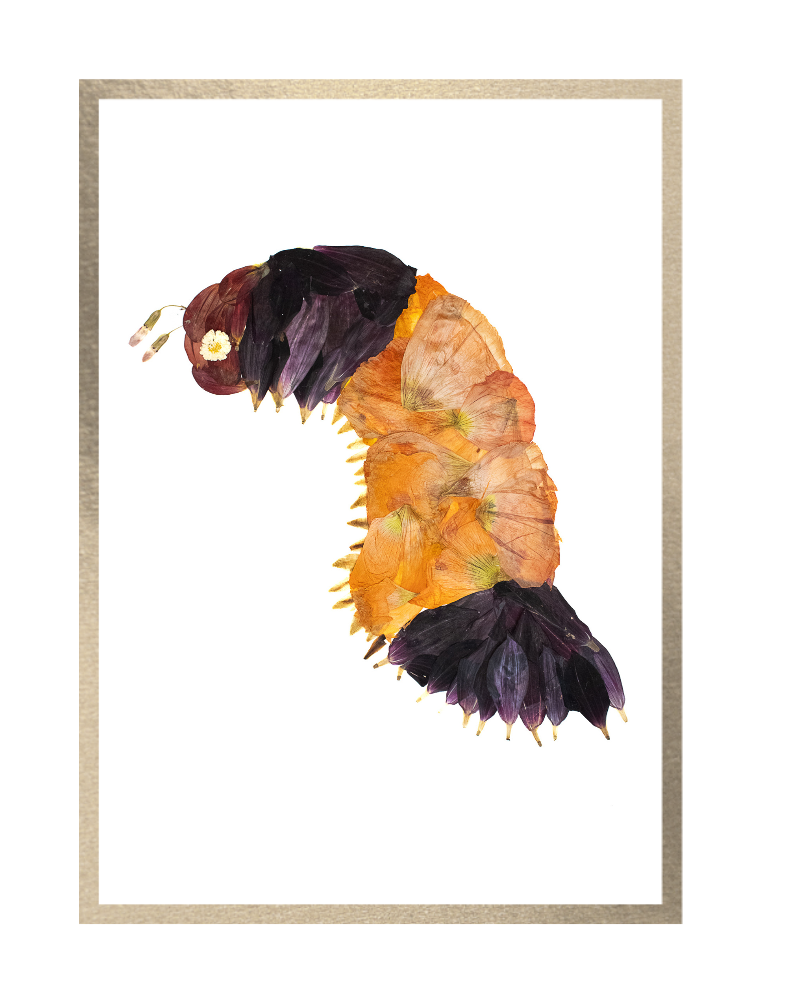 Woolly Worm Prints
