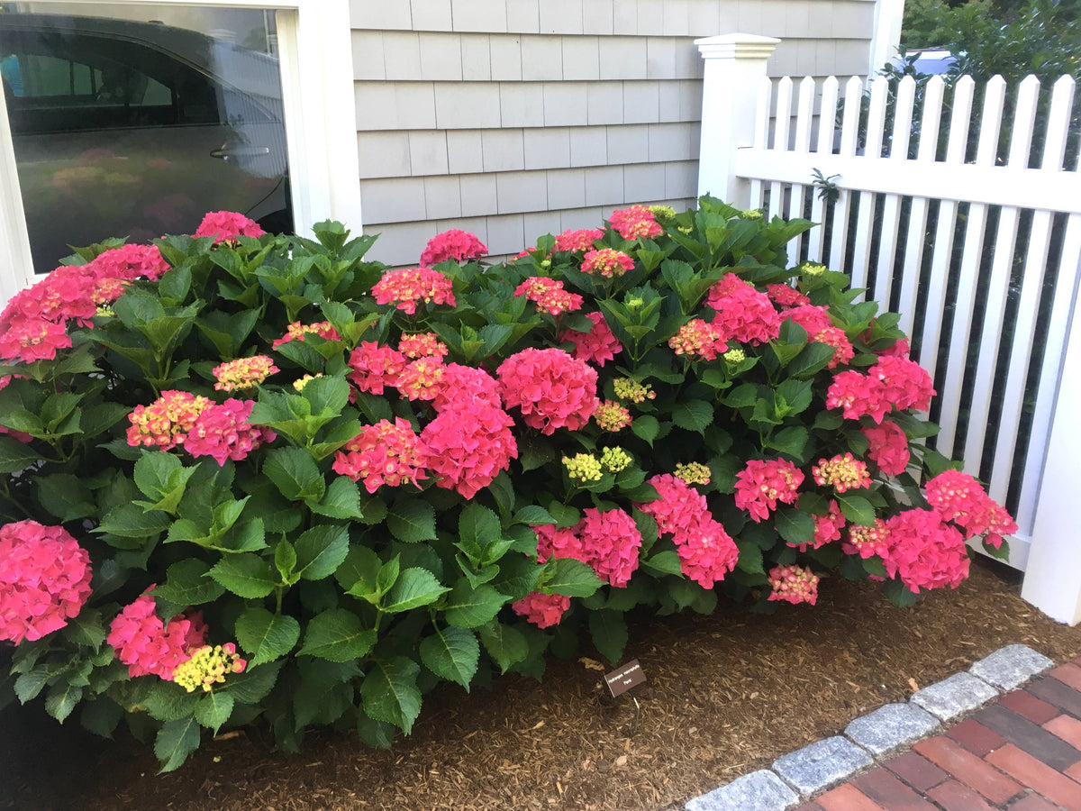 Schiffer Publishing - Marvelous Mopheads: Hydrangeas for Home & Garden