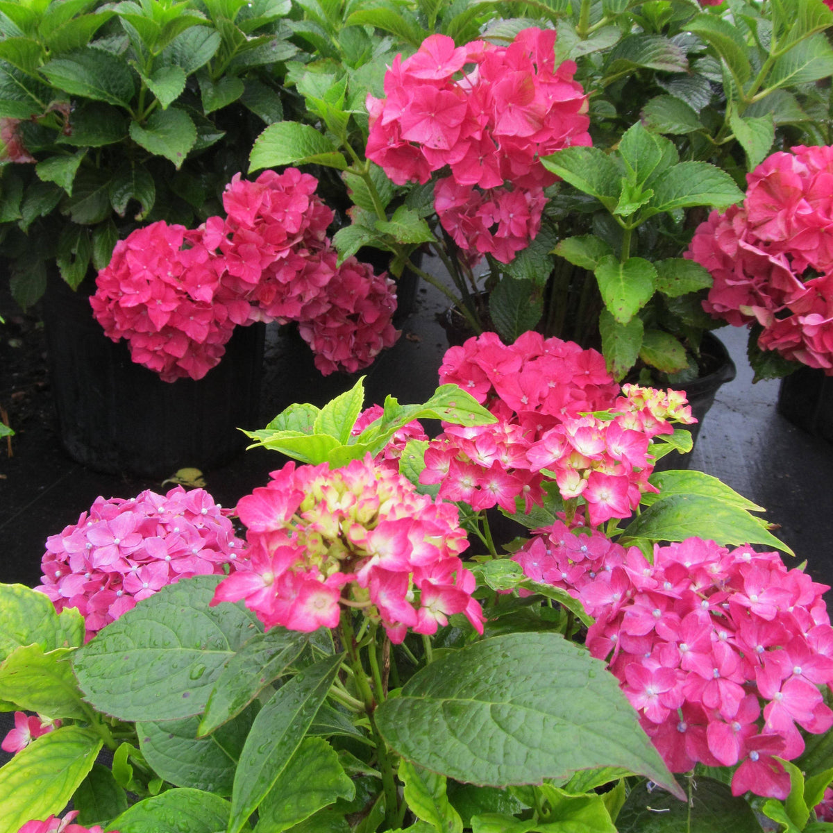 Schiffer Publishing - Marvelous Mopheads: Hydrangeas for Home & Garden