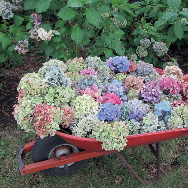Schiffer Publishing - Marvelous Mopheads: Hydrangeas for Home & Garden