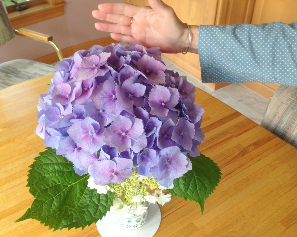 Schiffer Publishing - Marvelous Mopheads: Hydrangeas for Home & Garden