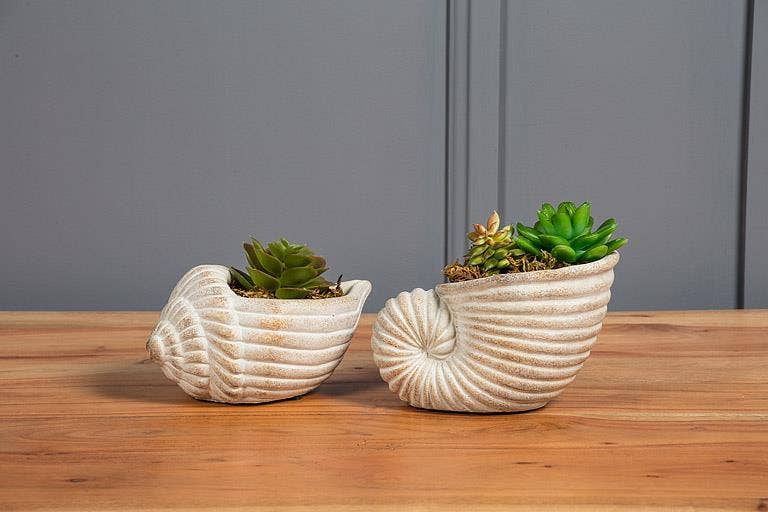 Small Nautilus Planter-6.5"L
