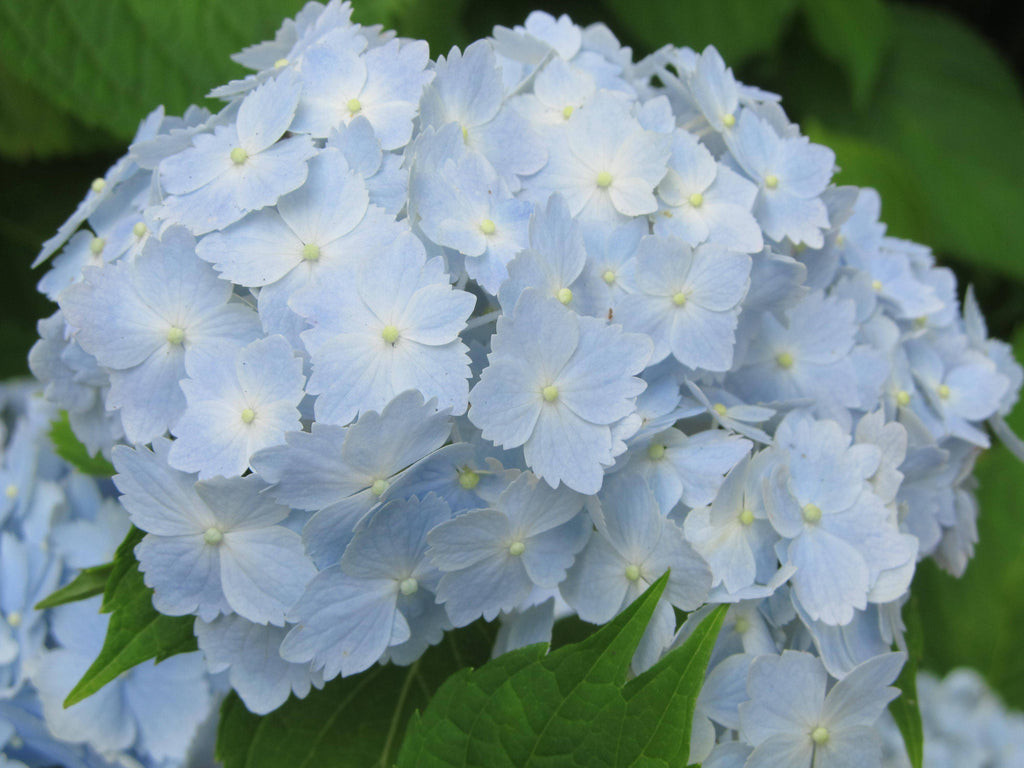 Schiffer Publishing - Marvelous Mopheads: Hydrangeas for Home & Garden