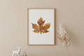 A single dried autumn maple leaf with mottled golden yellow, orange, and reddish-brown tones, isolated on a plain white background.