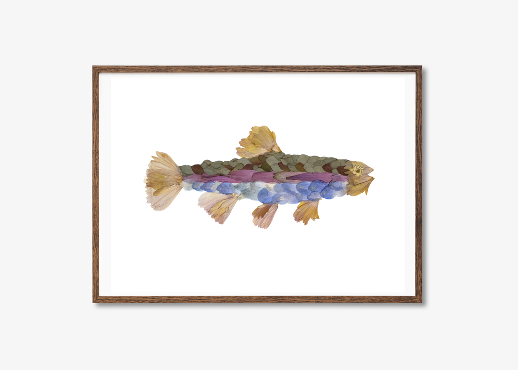 Rainbow Trout Prints