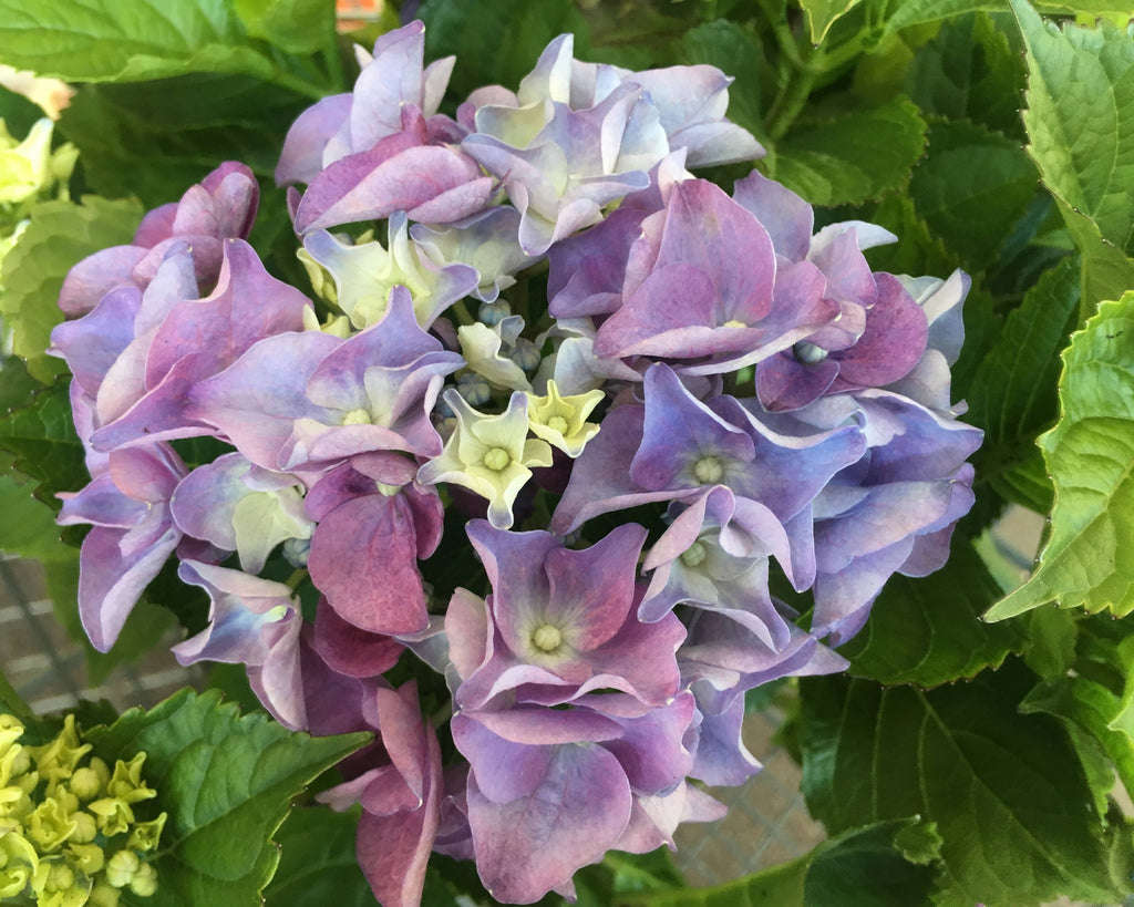 Schiffer Publishing - Marvelous Mopheads: Hydrangeas for Home & Garden