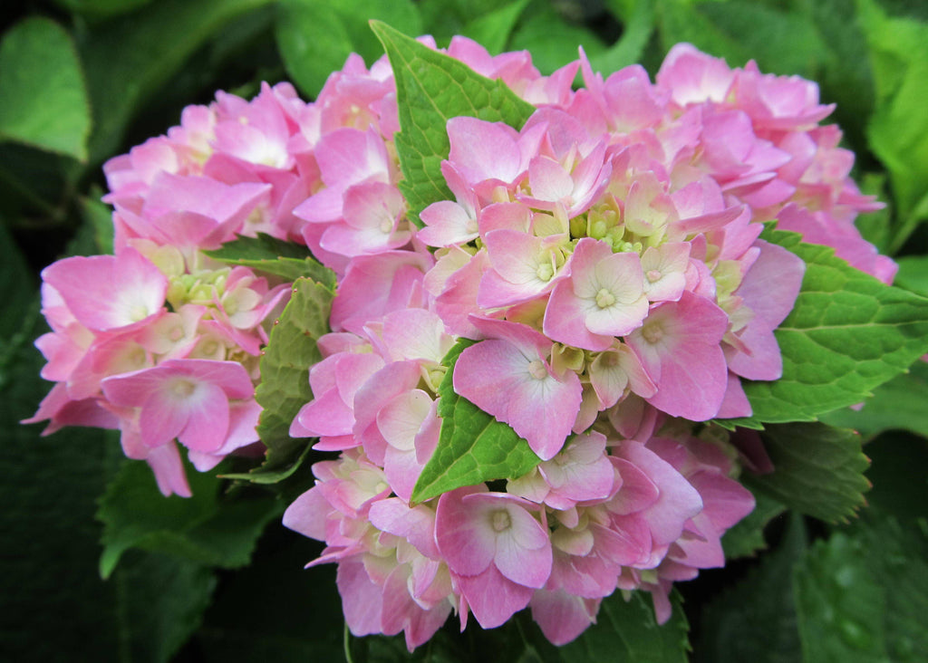 Schiffer Publishing - Marvelous Mopheads: Hydrangeas for Home & Garden