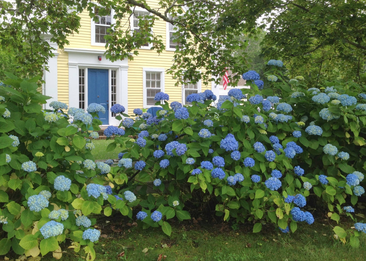 Schiffer Publishing - Marvelous Mopheads: Hydrangeas for Home & Garden