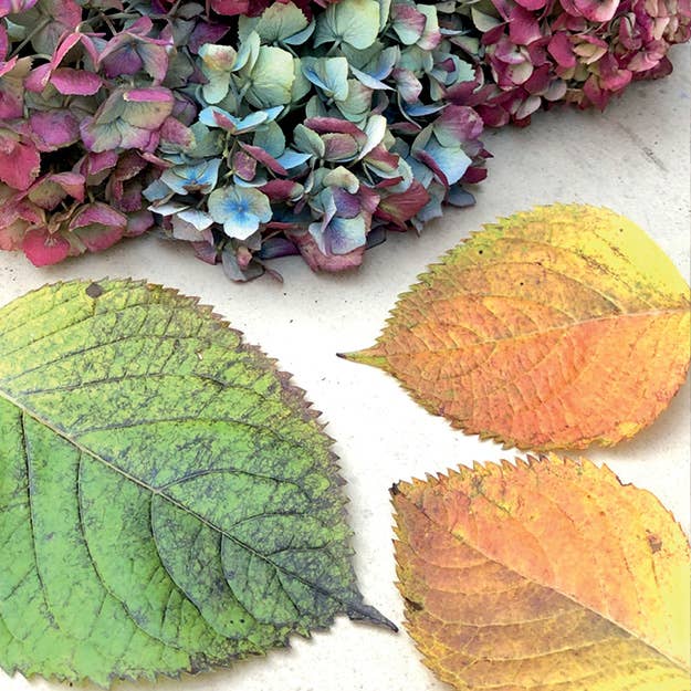 Schiffer Publishing - Marvelous Mopheads: Hydrangeas for Home & Garden