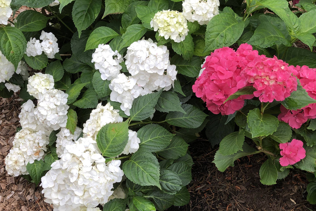 Schiffer Publishing - Marvelous Mopheads: Hydrangeas for Home & Garden